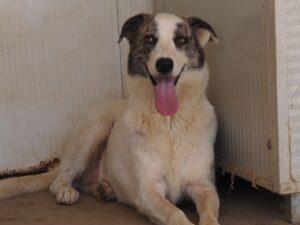 07-25_Ginger_1