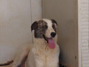 07-25_Ginger_2