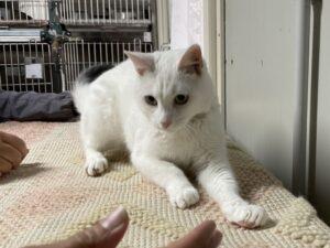 Mino_26-04_06
