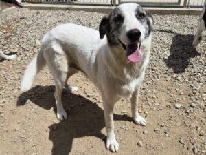 08-25_Ginger7b