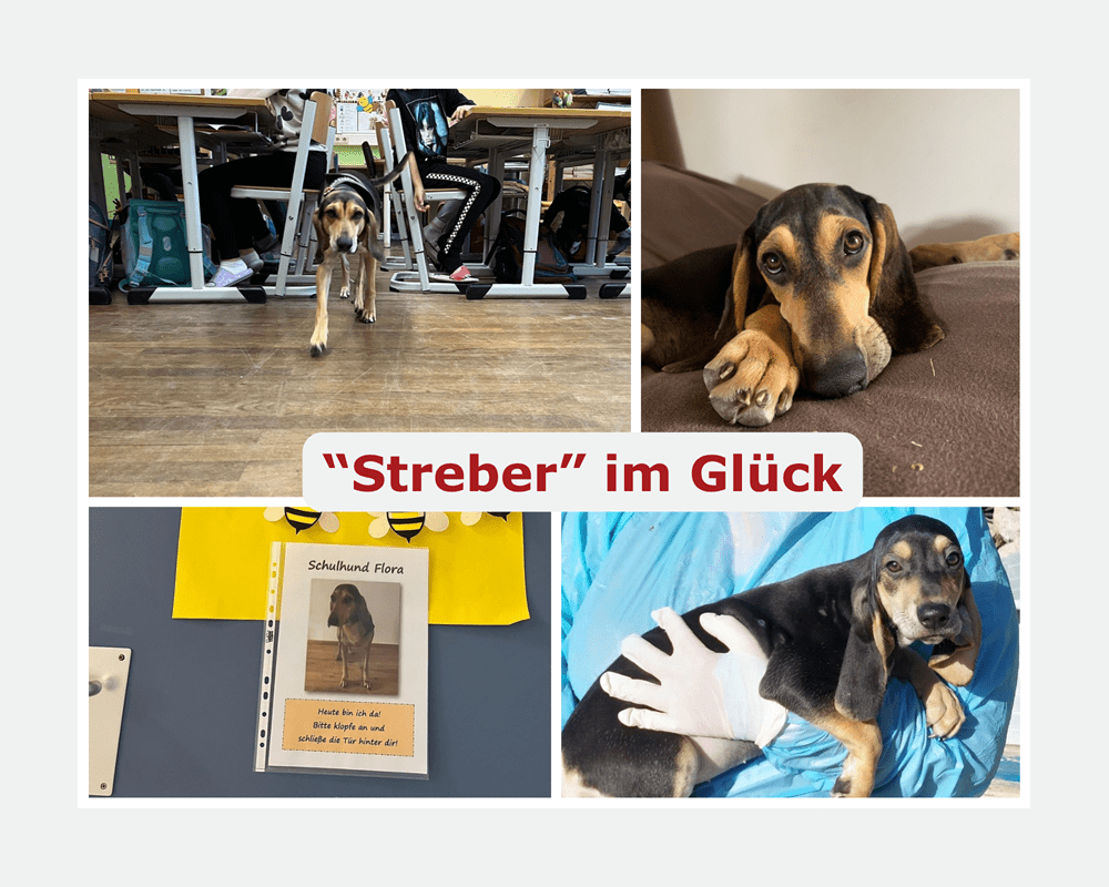 Collage de fotos horizontal Mascota perro Simple Gris