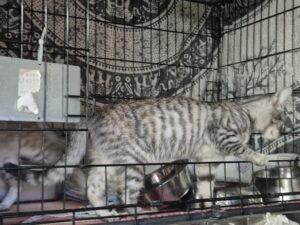 Minni 1 17.10