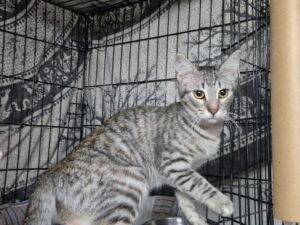 Minni 3 17.10