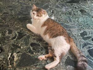 Fufy Juli