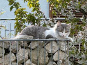 Inglesina_Zuhause 1