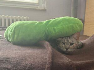 Molly_PS_05-26_2