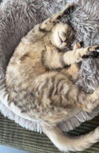 Molly_PS_26-09_01