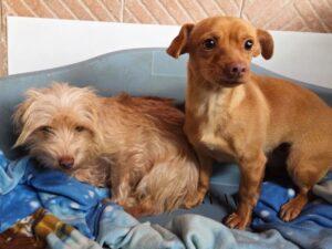 01-26_Molly&Spilla2b