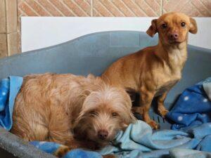 01-26_Molly&Spilla8b