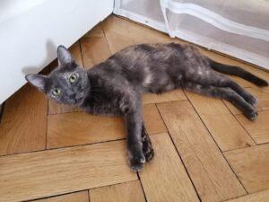 Savina_09.2026._1