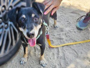 26-08 Benvenuto6b