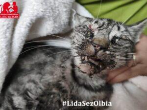 Fortunata LIDA 1