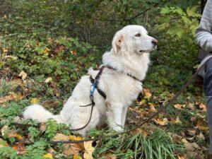 Leoncino_082026_4