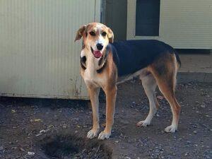 Rocco-2026-10-2
