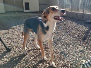 Rocco-2026-10-4