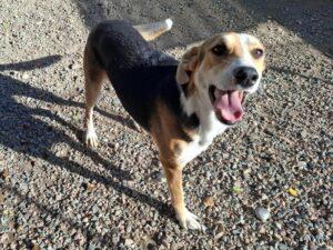 Rocco-2026-10-5