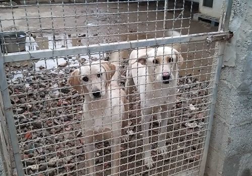 Hunde im Gehege