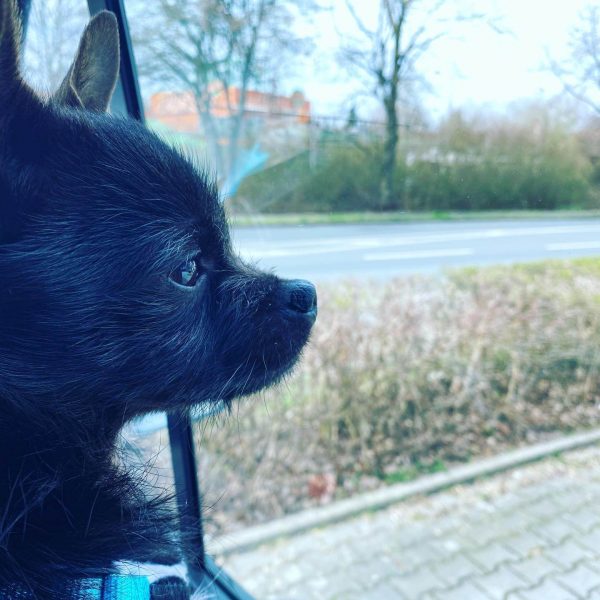 Loki-Zuhause_3